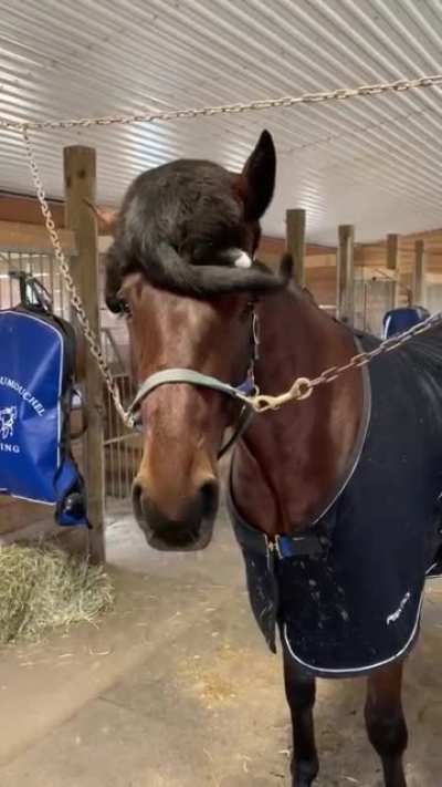 The horse doesn’t even seem phased