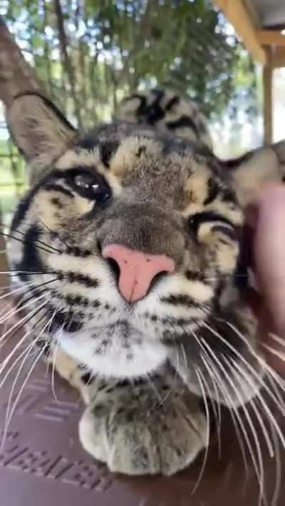 The big kitty
