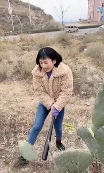 A cactus that fights back