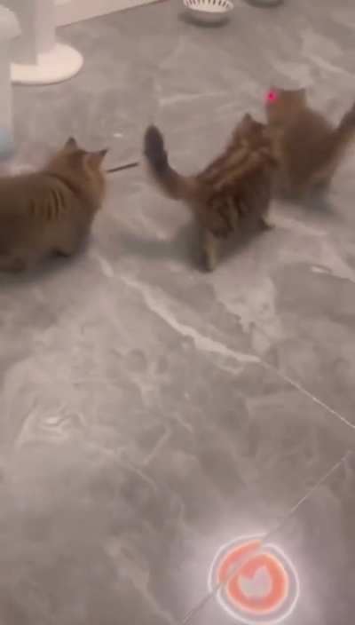 Magic kitty