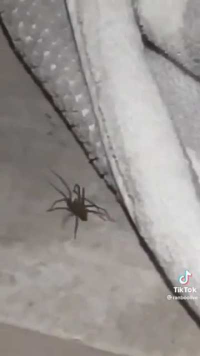 Spider