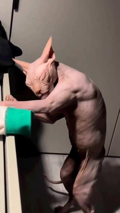 Muscle gatto