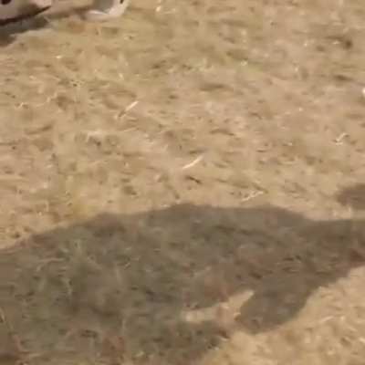 Her milkshake brought some boys to this yard
