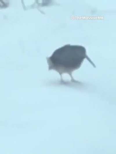 Estas monas chinas bailando se est&aacute;n saliendo de control