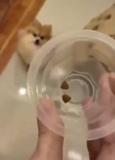 This dog