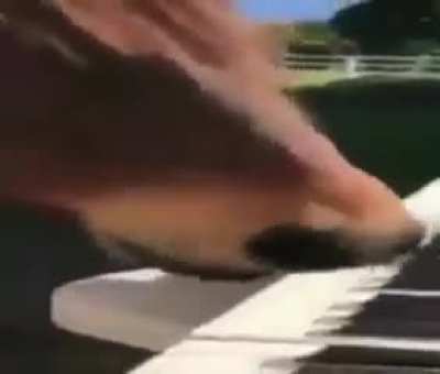 Horrse