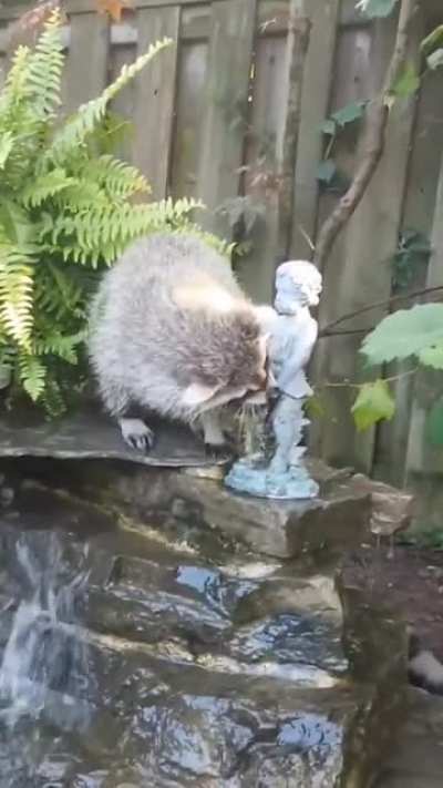 I get the most refreshing drinks from this fellow!
