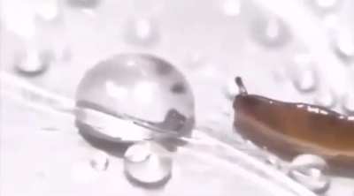Snail