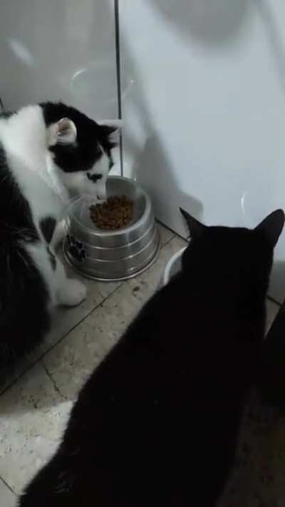 Ele reencarnou num gato