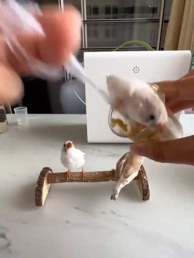 Feeding birds like filling donuts