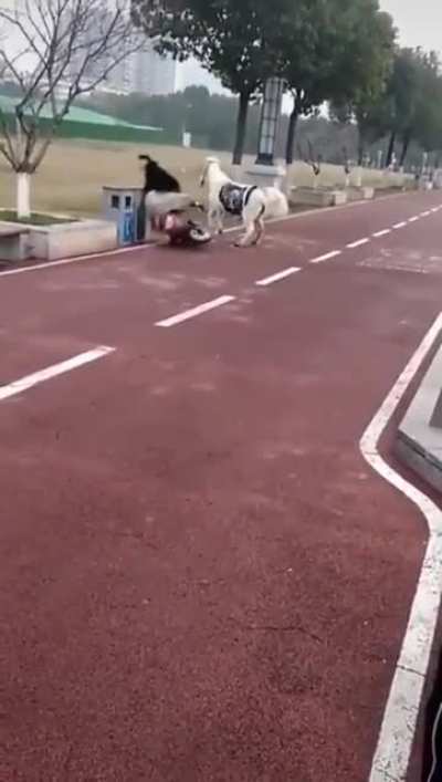 Real horse power