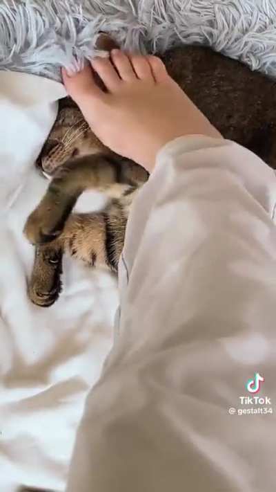Meow