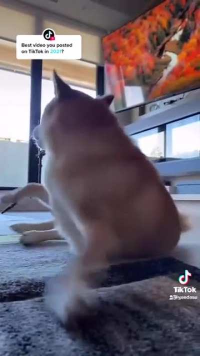 Dog can't not make noise