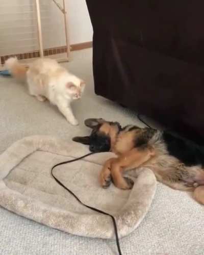 Cat is not sure what it just found.