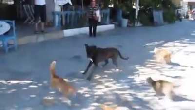 Gang of cats attack a dog