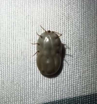 What is this thing?