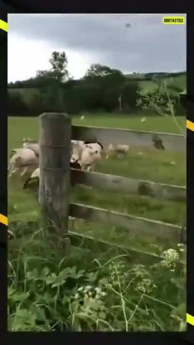 This good boy&rsquo;s discipline and herding skills
