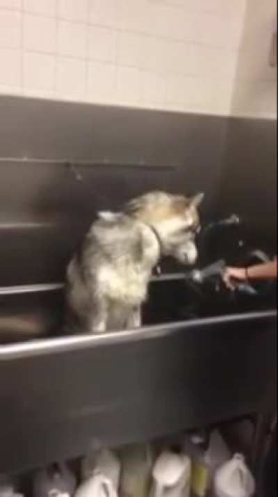 Perfectly cut dog