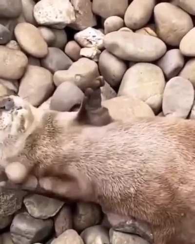 Otter playing with a stone&hellip; adorable.