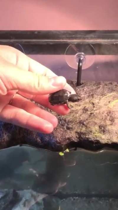 My baby Eastern Musk Turtle! She&rsquo;s so adorable!!