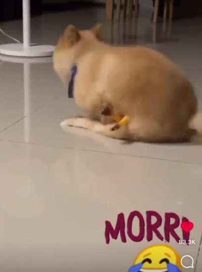 Horndoggo