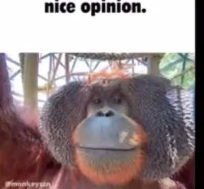 Hi Mon-