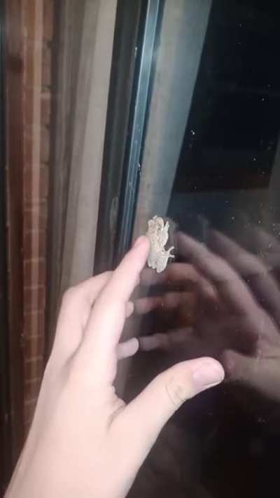 Petting a Frog