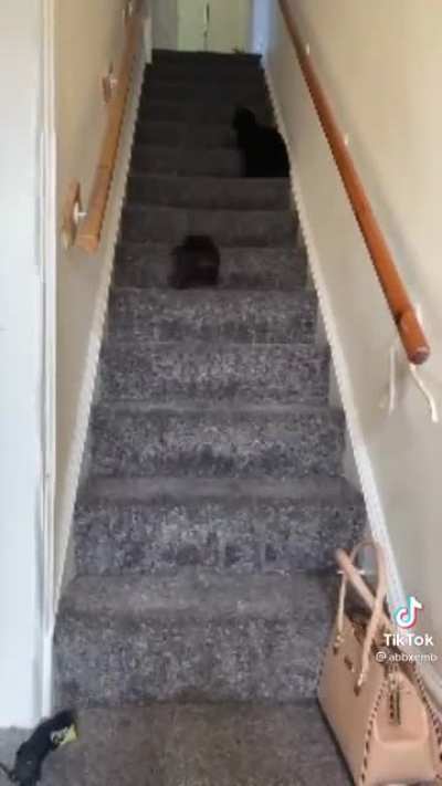 Ya all liked the cat video so I got you another one