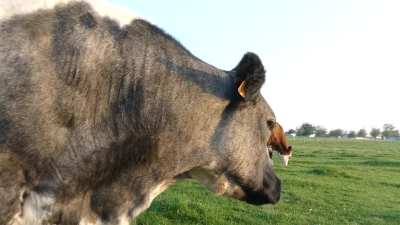 Belgian cow&rsquo;s head