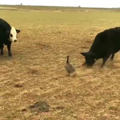 The new king of the animal kingdom