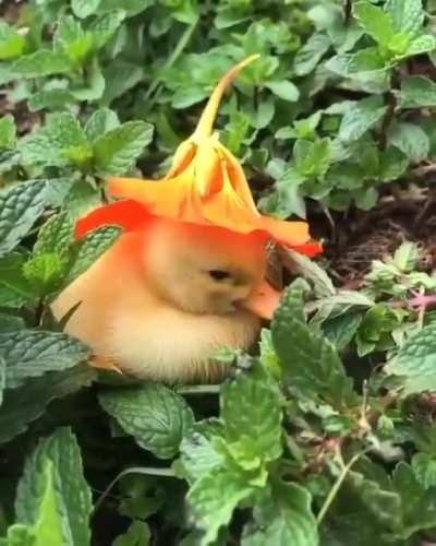 🔥 This little ducking with a Hat 🔥