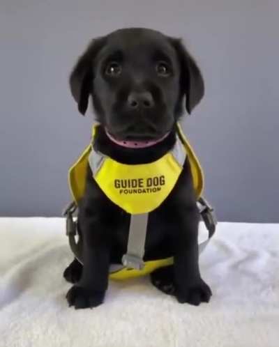 Employee Training Day! Good boy in training!