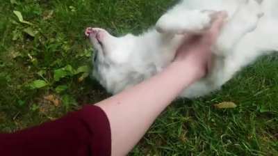 Arctic fox belly rub (x-post r/cuddleroll)