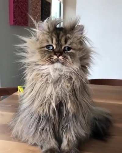 Actual footage of me in the morning...