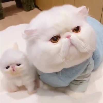 mini unit