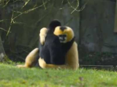 Gibbon&rsquo;s being wholesome