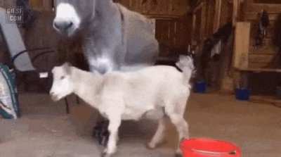 What a cute couple of friends!