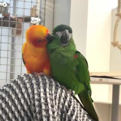We rehomed these little guys 2020, Sun Conure Mango &amp;amp; Red Shouldered Macaw Kiwi (We run a parrot sanctuary/rescue home)