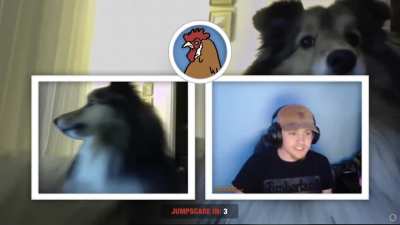 I know the dog