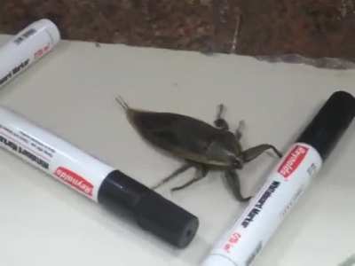 look at this big boi dancing