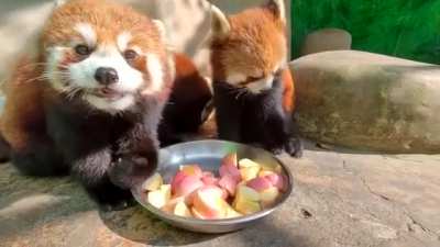 Look how cutely they eat &amp;lt;3
