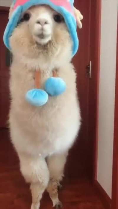Like my new hat?