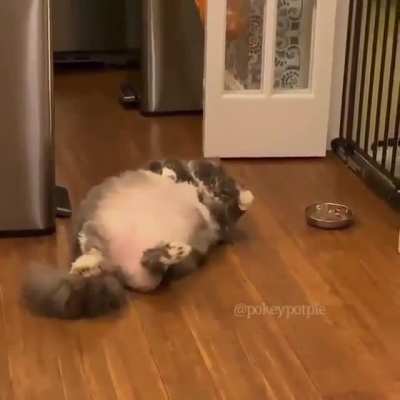 Chonker can't reach the bowl