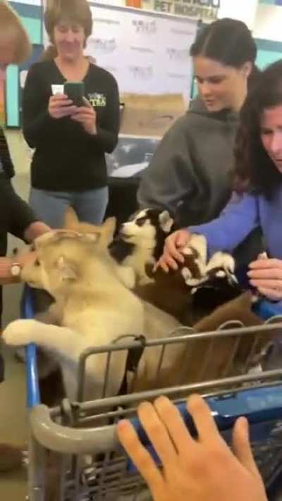 The pack goes shopping
