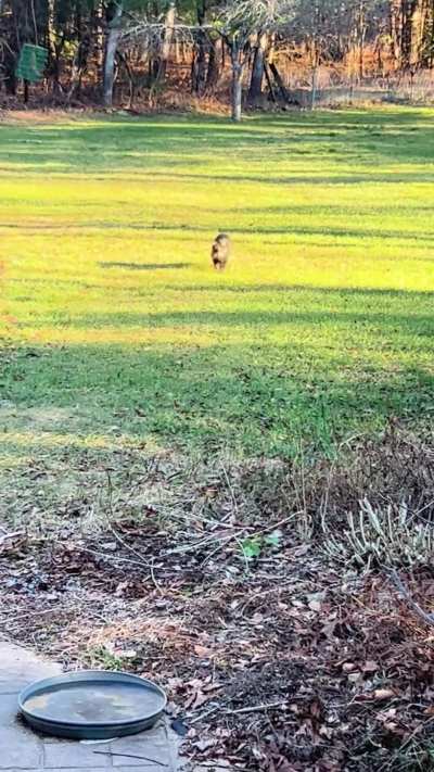 Neighbor kitty&rsquo;s long walk to be pet