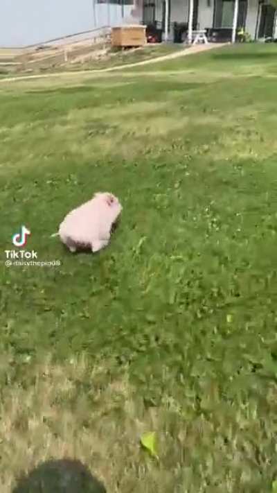 Sir, sir!!!