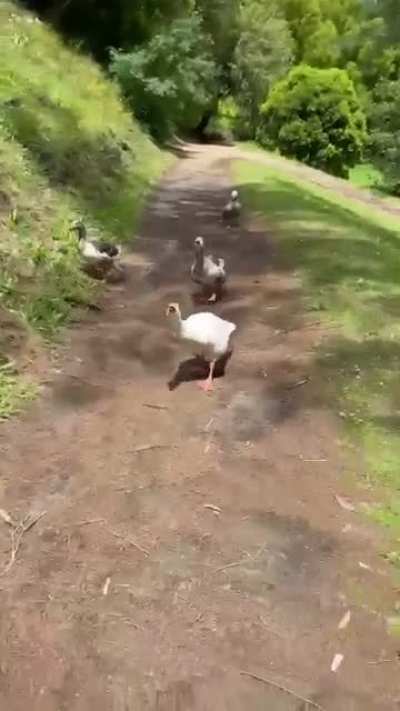 Goose