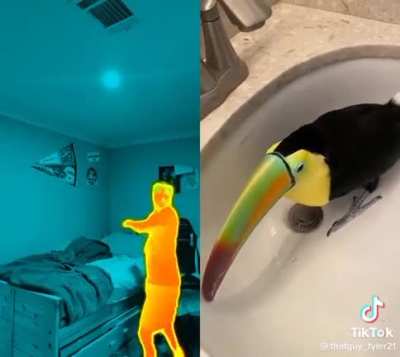 Toucan vs Predator