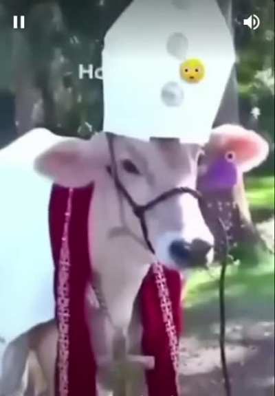 HOLY COW!