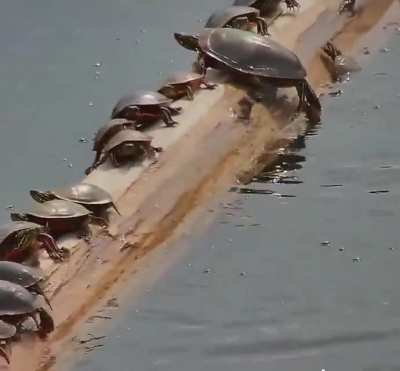 🔥 Turtles sunning on an unstable log in the river.